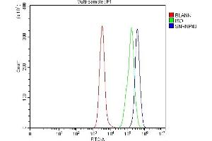 Flow Cytometry analysis of Daudi cells using anti-SNRNP40 antibody (ABIN7601719). (SNRNP40 Antikörper  (AA 43-357))