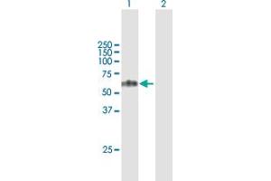 Western Blot analysis of TCN1 expression in transfected 293T cell line by TCN1 MaxPab polyclonal antibody. (TCN1 Antikörper  (AA 1-433))
