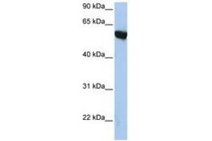 Image no. 1 for anti-Amyloid beta (A4) Precursor Protein-Binding, Family A, Member 3 (APBA3) (AA 144-193) antibody (ABIN6741493) (APBA3 Antikörper  (AA 144-193))