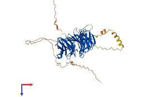WIPI1 Protein (AA 1-446) (His tag)