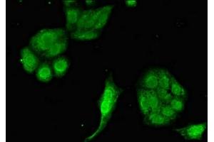 Immunofluorescent analysis of HepG2 cells using ABIN7152137 at dilution of 1:100 and Alexa Fluor 488-congugated AffiniPure Goat Anti-Rabbit IgG(H+L) (EIF2AK1 Antikörper  (AA 1-86))