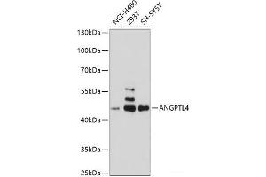 Western blot analysis of extracts of various cell lines using ANGPTL4 Polyclonal Antibody at dilution of 1:1000. (ANGPTL4 Antikörper)