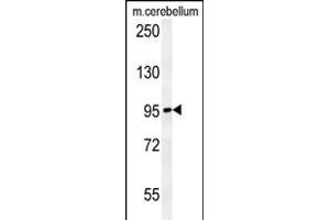 C12orf30 Antibody (Center) (ABIN654228 and ABIN2844062) western blot analysis in mouse cerebellum tissue lysates (15 μg/lane). (NAA25 Antikörper  (AA 720-748))