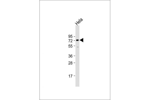 BANP antibody  (AA 30-390)