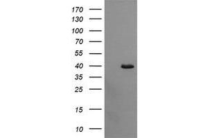 Image no. 3 for anti-Cell Division Cycle 123 Homolog (CDC123) antibody (ABIN1497389)