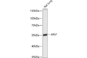 Western blot analysis of extracts of Rat lung, using APLF antibody (ABIN7265649) at 1:1000 dilution. (APLF Antikörper  (AA 200-380))