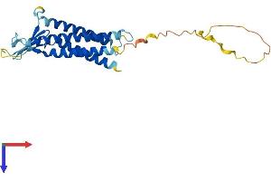 CLDN14 Protein (AA 1-239) (His tag)