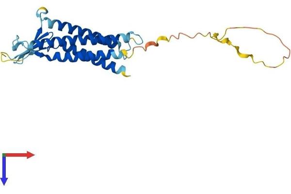 CLDN14 Protein (AA 1-239) (His tag)