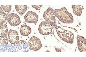 Immunohistochemistry of paraffin-embedded Mouse testis tissue using beta Tubulin Monoclonal Antibody at dilution of 1:200. (TUBB Antikörper)