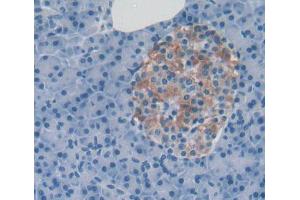 IHC-P analysis of pancreas tissue, with DAB staining. (PTPRU Antikörper  (AA 1263-1446))