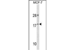 Western blot analysis in MCF-7 cell line lysates (35ug/lane). (CDK2AP2 Antikörper  (AA 64-92))