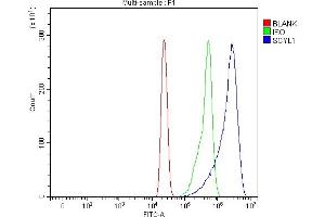 Flow Cytometry analysis of HL-60 cells using anti-SCYL1 antibody (ABIN7601875).