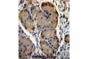 WDR86 Antibody (C-term) immunohistochemistry analysis in formalin fixed and paraffin embedded human stomach tissue followed by peroxidase conjugation of the secondary antibody and DAB staining. (WDR86 Antikörper  (C-Term))