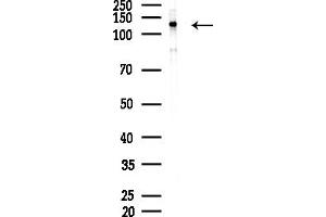 anti-POM121 Membrane Glycoprotein (POM121) (C-Term) antibody