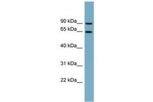 Image no. 1 for anti-Solute Carrier Family 12 (Potassium/chloride Transporters), Member 8 (Slc12a8) (AA 179-228) antibody (ABIN6743229) (SLC12A8 Antikörper  (AA 179-228))