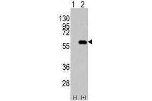 Image no. 2 for anti-CD4 (CD4) (N-Term) antibody (ABIN357033) (CD4 Antikörper  (N-Term))