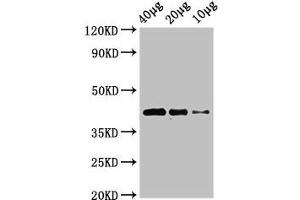 Western Blot Positive WB detected in: Zebrafish tissue 40 μg, 20 μg, 10 μg All lanes: wnt8b antibody at 3 μg/mL Secondary Goat polyclonal to rabbit IgG at 1/50000 dilution Predicted band size: 41 kDa Observed band size: 41 kDa (WNT8B Antikörper  (AA 24-358))