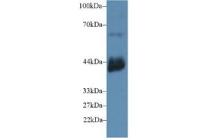 Detection of CD72 in Mouse Testis lysate using Polyclonal Antibody to Cluster Of Differentiation 72 (CD72) (CD72 Antikörper  (AA 126-237))