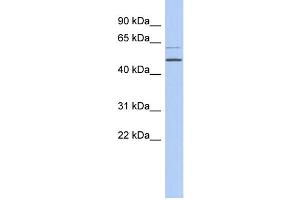 WB Suggested Anti-TBC1D10C Antibody Titration: 0.