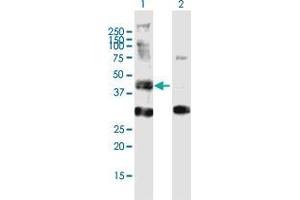 Western Blot analysis of AGPAT6 expression in transfected 293T cell line by AGPAT6 MaxPab polyclonal antibody.