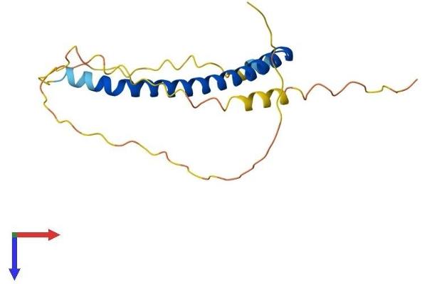 NAP1L5 Protein (AA 1-182) (His tag)