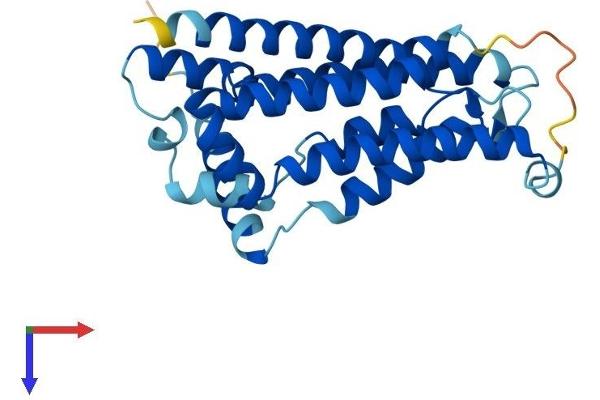 Nurim Protein (AA 1-262) (His tag)