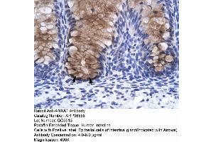 Human Intestine (Annexin a1 Antikörper  (N-Term))