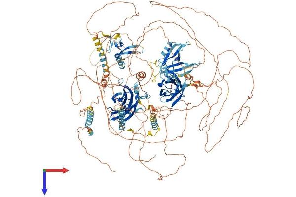 RIMS2 Protein (AA 1-1411) (His tag)