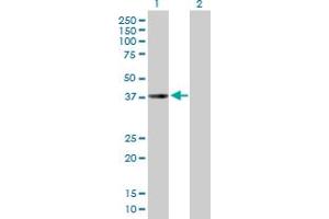 Western Blot analysis of CHI3L2 expression in transfected 293T cell line by CHI3L2 MaxPab polyclonal antibody. (CHI3L2 Antikörper  (AA 1-390))