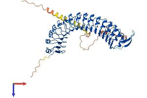 AlphaFold protein structure predicition of Human Recombinant LRRC1 Protein, UniprotID Q9BTT6