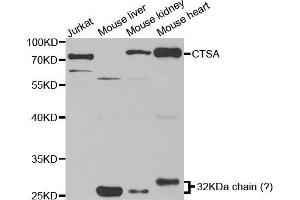 Western blot analysis of extracts of various cell lines, using CTSA antibody (ABIN5973211) at 1/1000 dilution.