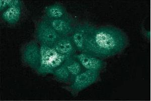 Immunofluorescent staining of MCF7 cells with anti-XIAP antibody. (XIAP Antikörper  (AA 268-426))
