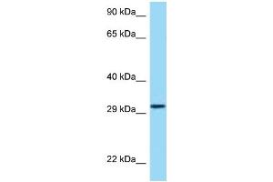 WB Suggested Anti-HRH4 Antibody Titration: 1.