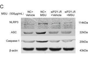 Western Blotting (WB) image for anti-Actin, beta (ACTB) (AA 1-50) antibody (ABIN724340)