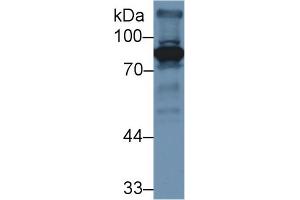 Western blot analysis of Mouse Liver lysate, using Mouse F2 Antibody (3 µg/ml) and HRP-conjugated Goat Anti-Rabbit antibody (
