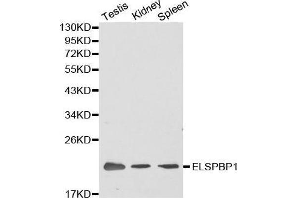 ELSPBP1 Antikörper  (AA 1-223)