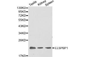 Western blot analysis of extracts of various cell lines, using ELSPBP1 antibody. (ELSPBP1 Antikörper  (AA 1-223))
