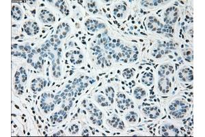 Immunohistochemical staining of paraffin-embedded breast tissue using anti-SIGLEC9 mouse monoclonal antibody. (SIGLEC9 Antikörper)