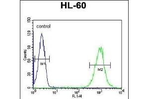 ICB1 Antibody (C-term) (ABIN6242717 and ABIN6579061) flow cytometric analysis of HL-60 cells (right histogram) compared to a negative control cell (left histogram). (C1orf38 Antikörper  (C-Term))