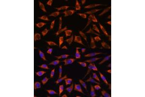 Immunofluorescence analysis of L929 cells using CHCHD2 antibody (ABIN7266448) at dilution of 1:100. (CHCHD2 Antikörper  (AA 75-145))