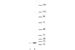 Histone H3 acetyl Lys27 mAb tested by Western blot. (Histone 3 Antikörper  (H3K27ac))