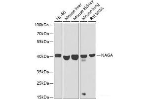 Western blot analysis of extracts of various cell lines using NAGA Polyclonal Antibody at dilution of 1:1000. (NAGA Antikörper)