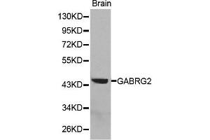 Western Blotting (WB) image for anti-gamma-aminobutyric Acid (GABA) A Receptor, gamma 2 (GABRG2) (AA 170-270) antibody (ABIN6218831) (GABRG2 Antikörper  (AA 170-270))