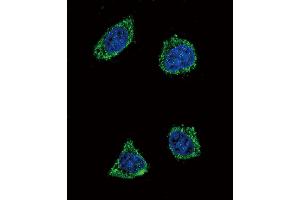 Confocal immunofluorescent analysis of GHRH Antibody (N-term) (ABIN392174 and ABIN2841887) with 293 cell followed by Alexa Fluor? (GHRH Antikörper  (N-Term))