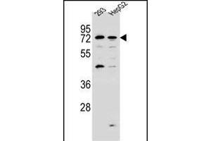 GIP8 Antibody (N-term) (ABIN657158 and ABIN2846292) western blot analysis in 293,HepG2 cell line lysates (35 μg/lane). (GIMAP8 Antikörper  (N-Term))