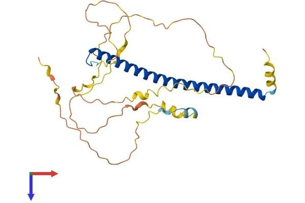 CEBPE Protein (AA 1-281) (His tag)