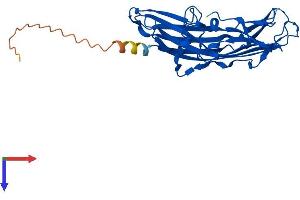 AlphaFold protein structure predicition of Mouse Recombinant Fam78a Protein, UniprotID Q8C552