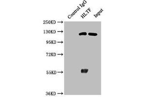 Immunoprecipitating HLTF in Hela whole cell lysate Lane 1: Rabbit control IgG instead of ABIN7154943 in Hela whole cell lysate. (HLTF Antikörper  (AA 332-476))