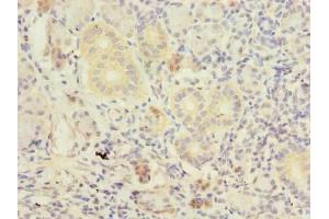 Immunohistochemistry of paraffin-embedded human pancreatic tissue using ABIN7173211 at dilution of 1:100 (TMEM41A Antikörper  (AA 18-66))