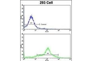 Flow cytometric analysis of 293 cells using EHD3 Antibody (Center)(bottom histogram) compared to a negative control cell (top histogram). (EHD3 Antikörper  (AA 189-216))